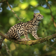 Illustration for article titled Caturday - Leopardus tigrinus Edition